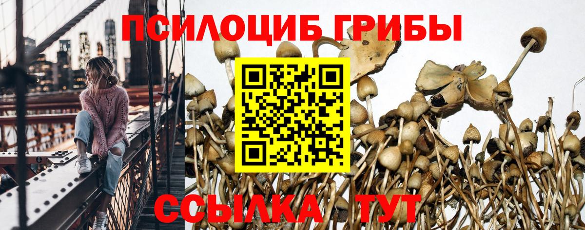 Псилоцибиновые грибы мицелий Белореченск